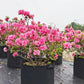 💐Nowość – 40% zniżki!🌱Worek do uprawy roślin z mikroporowatą geowłókniną