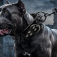 🐕 Obroża ochronna dla psa z kolcami – wytrzymała, regulowana i bezpieczna